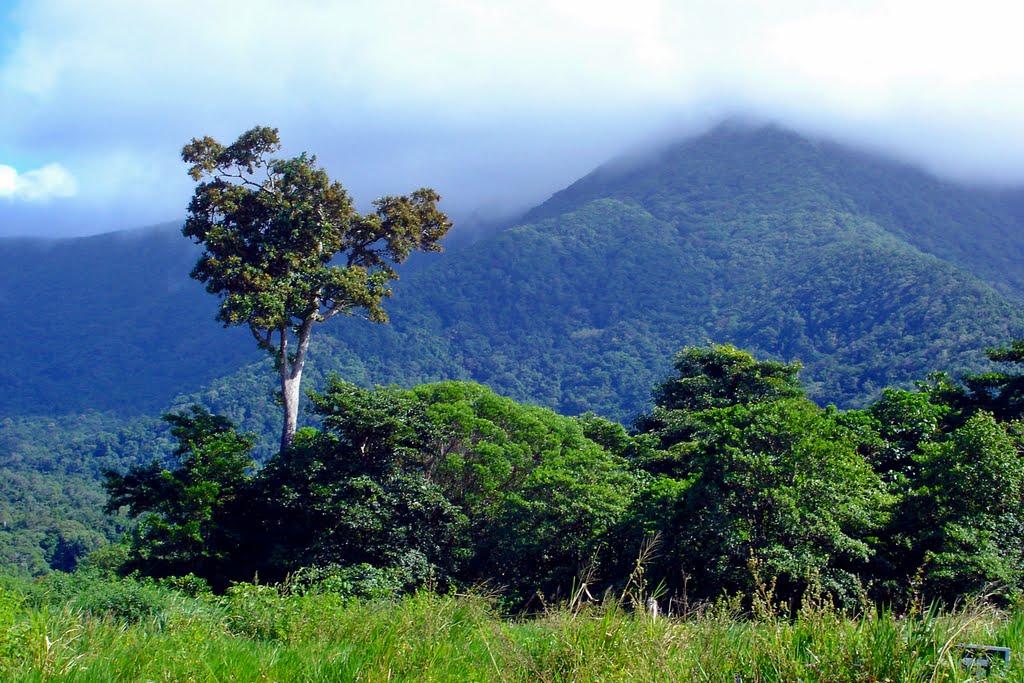 View inland from Cape Tribulation by dawnzandstra