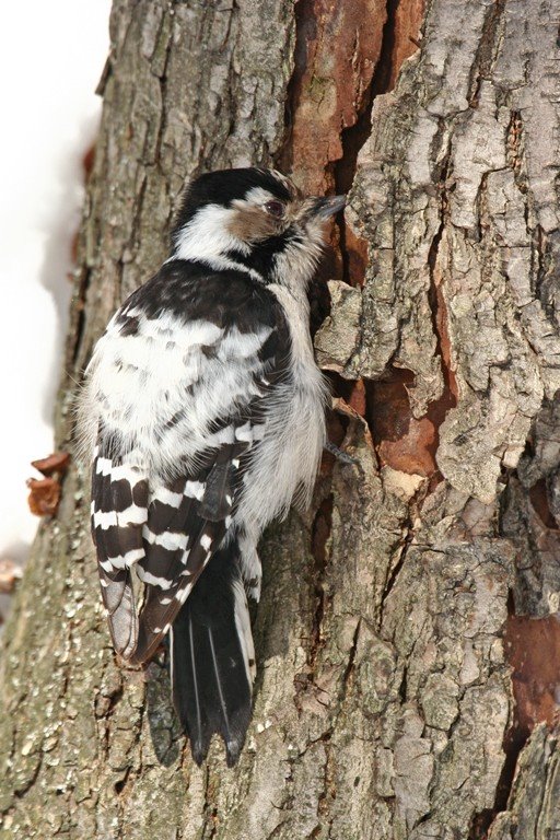 Lesser Spotted Woodpecker by Sanya_S