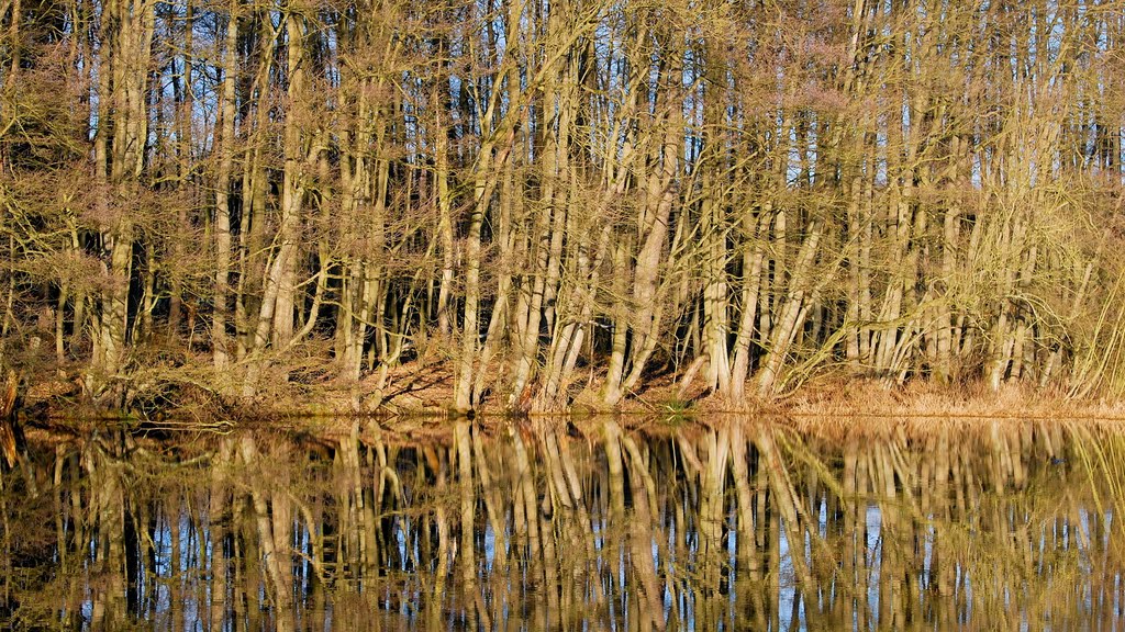 Der Wald am Ufer der Ammersbek. by Hans Wolters