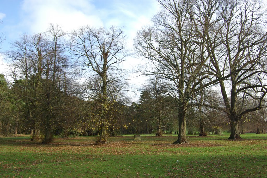 The 'Bull Ring' - Circle of lime trees by vicsmith.foep