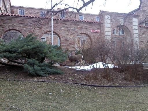 Deer at Baker Hall on the CU campus by 1RDAK2