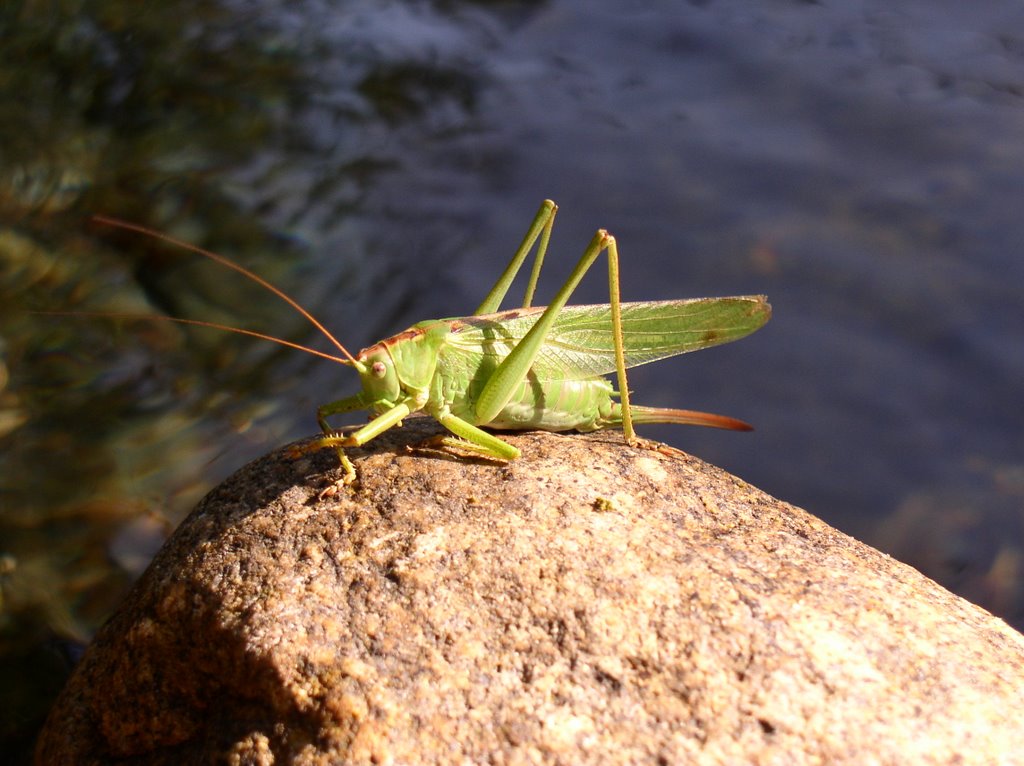 Una amiga verde. (Tettigonia viridissima) by mundele.