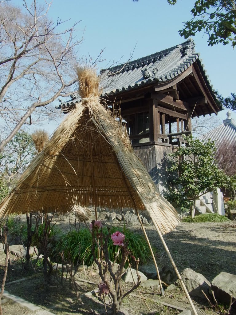 石光寺の寒牡丹 葛城市染野 A peony flower in Sekkōji 2012.1.17 by as365n2