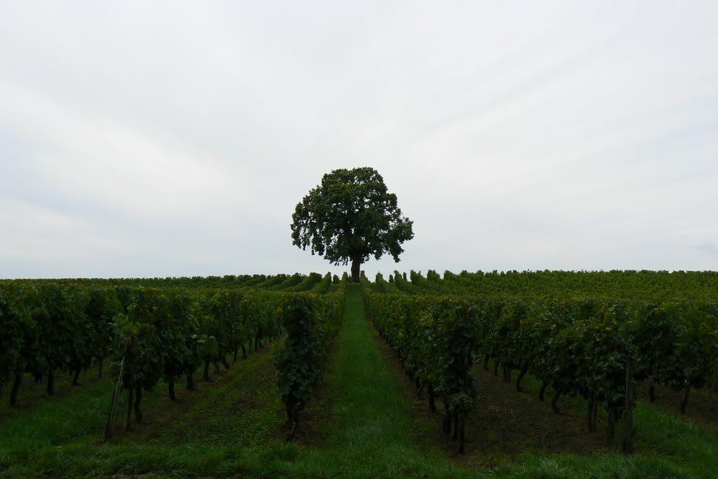 Château haut bicou by fredbicou