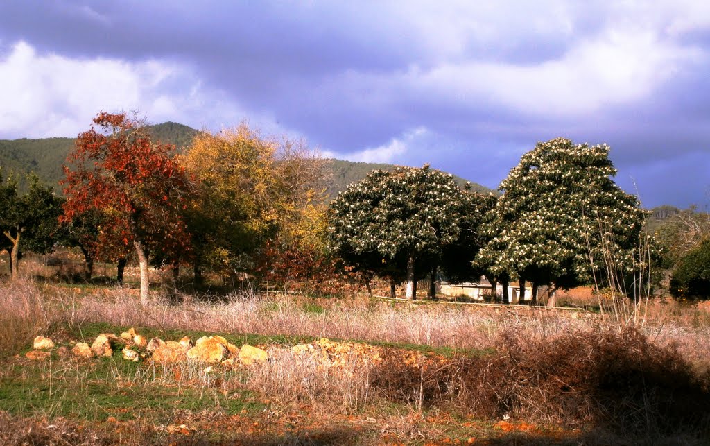 285 ►Otoño en el campo ibicenco◄ by ►③Hnos GP Brothers③◄