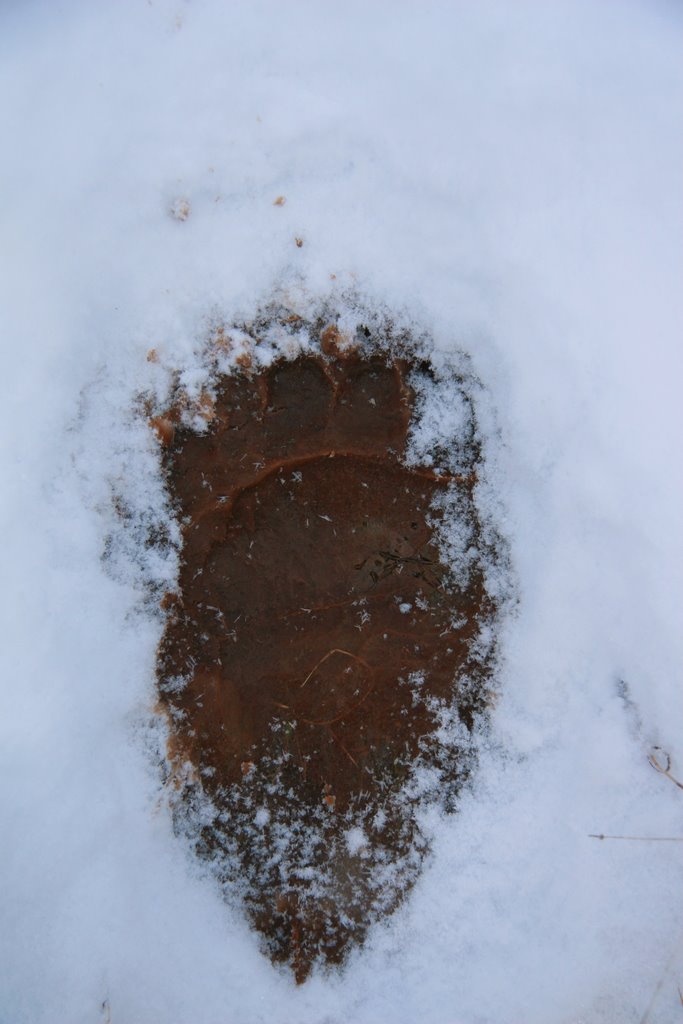 Footmark of a bear in Koziakas mountain by Ντίνος Λαγός