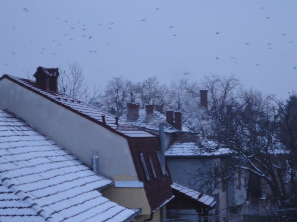 Acoperisuri, Timisoara-Temesvar by Corneliu Anca