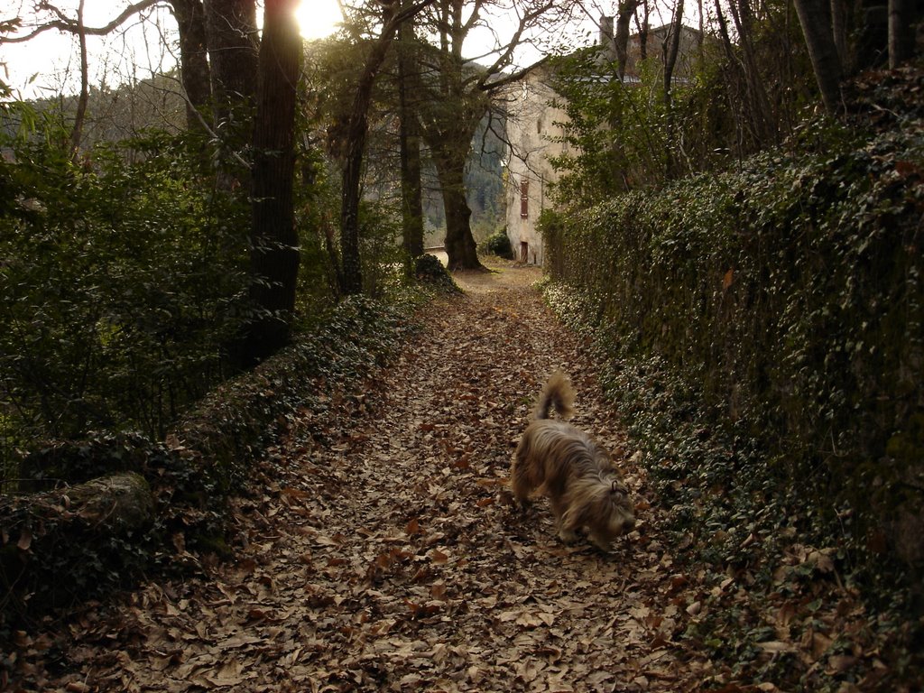 Oneil se balade dans la forêt en bas du rocher de la lune à Lasalle by Tigabi