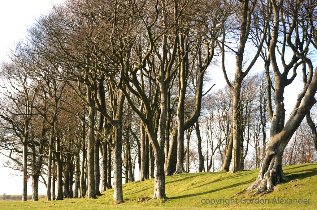 Chanctonbury ring by Gordon Alexander