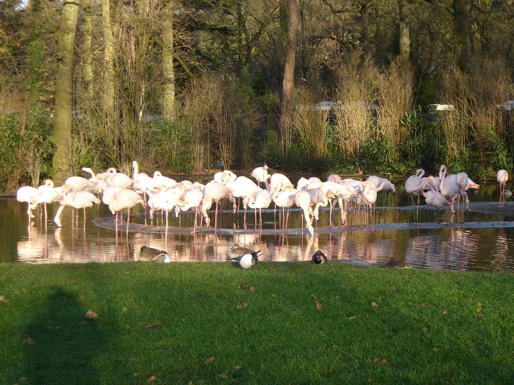 Arnhem: Flamingo's in Burgers' Zoo by harry_nl