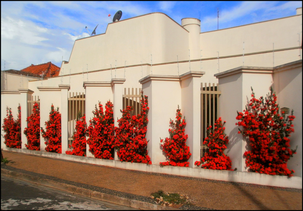 Equisoria (Ixora Coccinea). by Zekinha