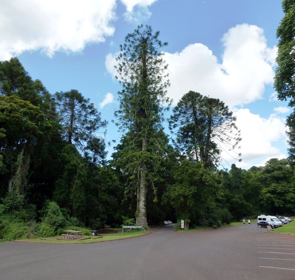 Bunya Pine - Bunya Mountains by John Spieker