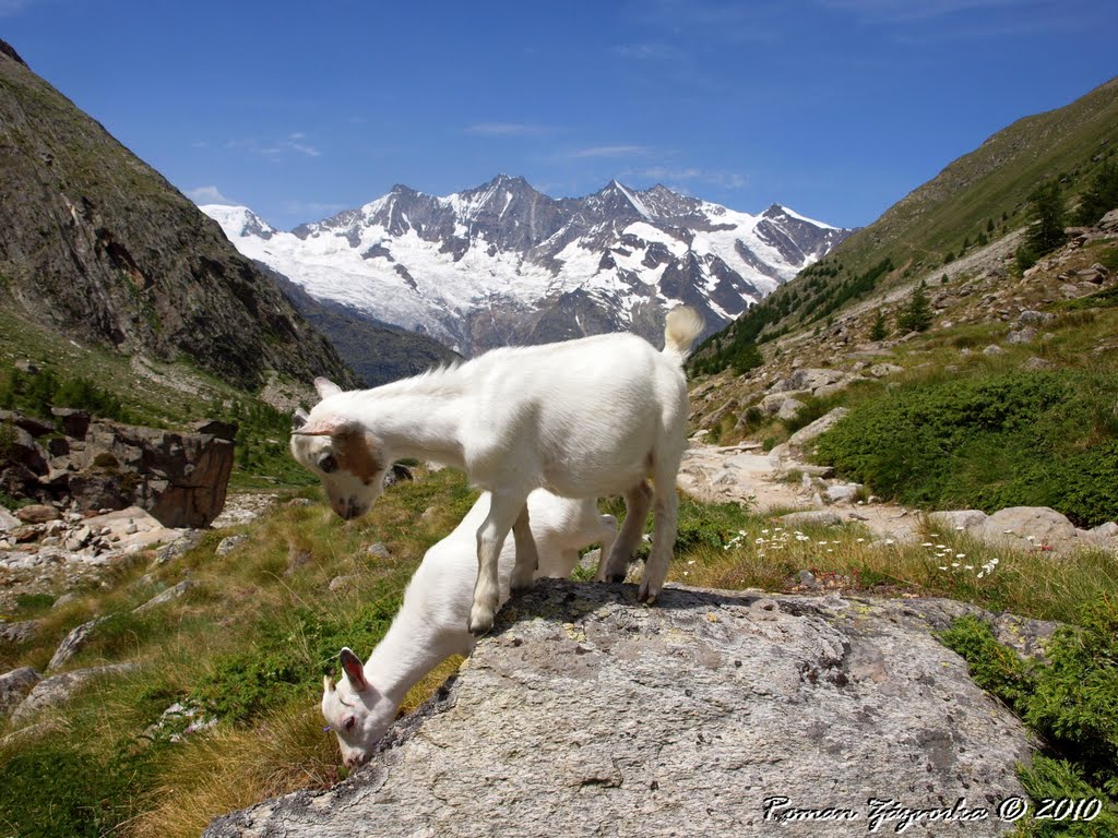 Summer in Switzerland - Small goats, our guides on a trip to Saas-Almagell by Roman Zázvorka