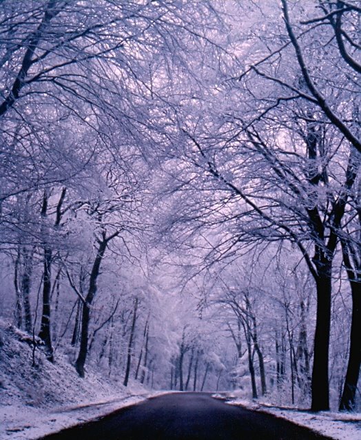 Nice snowy lane vaals by Tombstone65