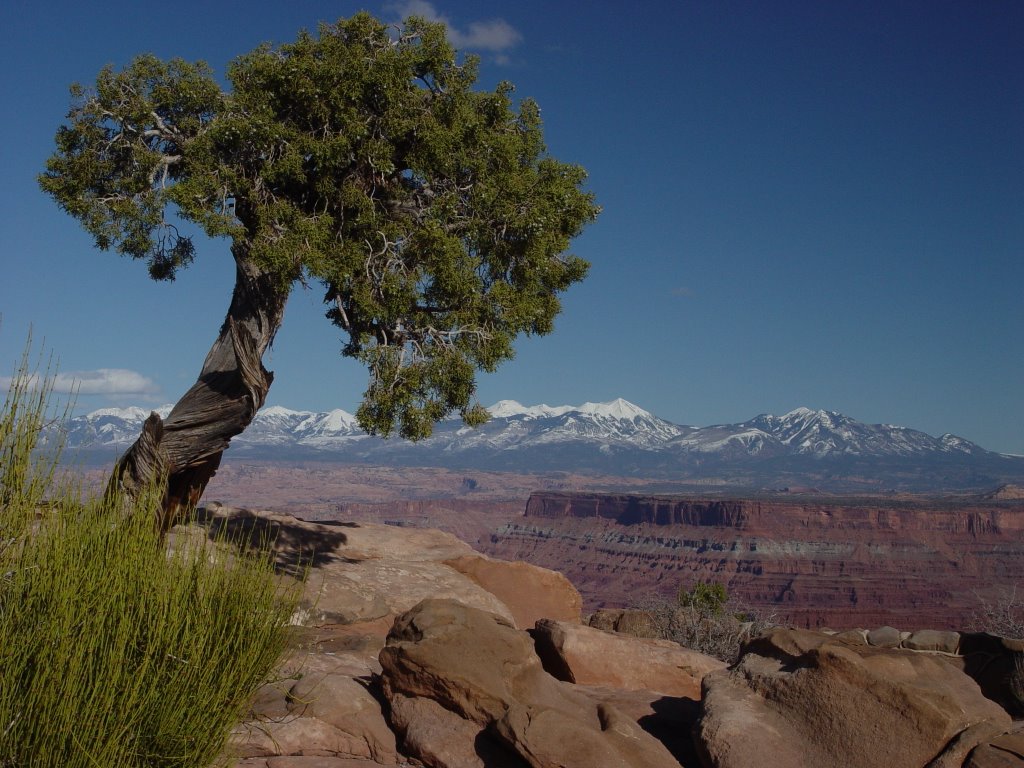 Dead horse look out by Mike Forster