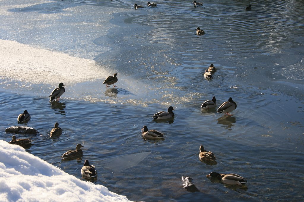 Enten mögens kalt by pschaefli