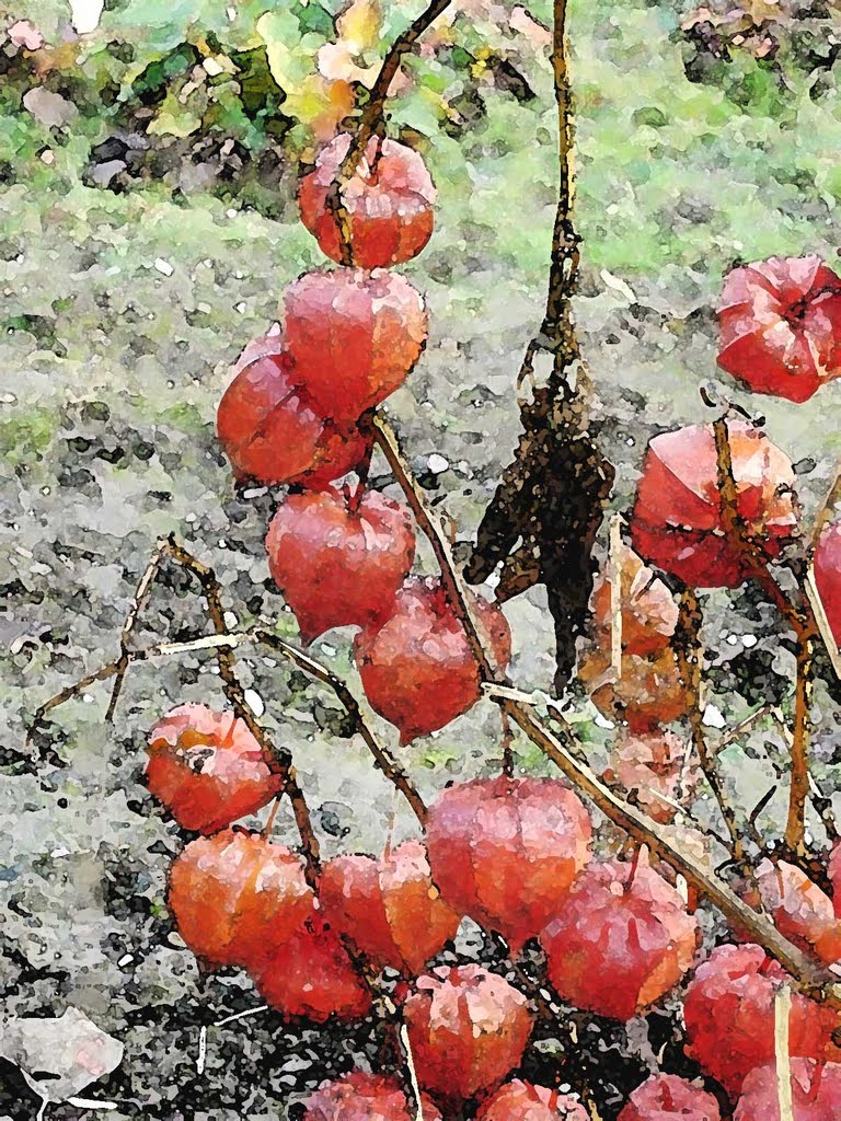 Physalis - Garten (Elsdorf-Niederembt) by horstengels