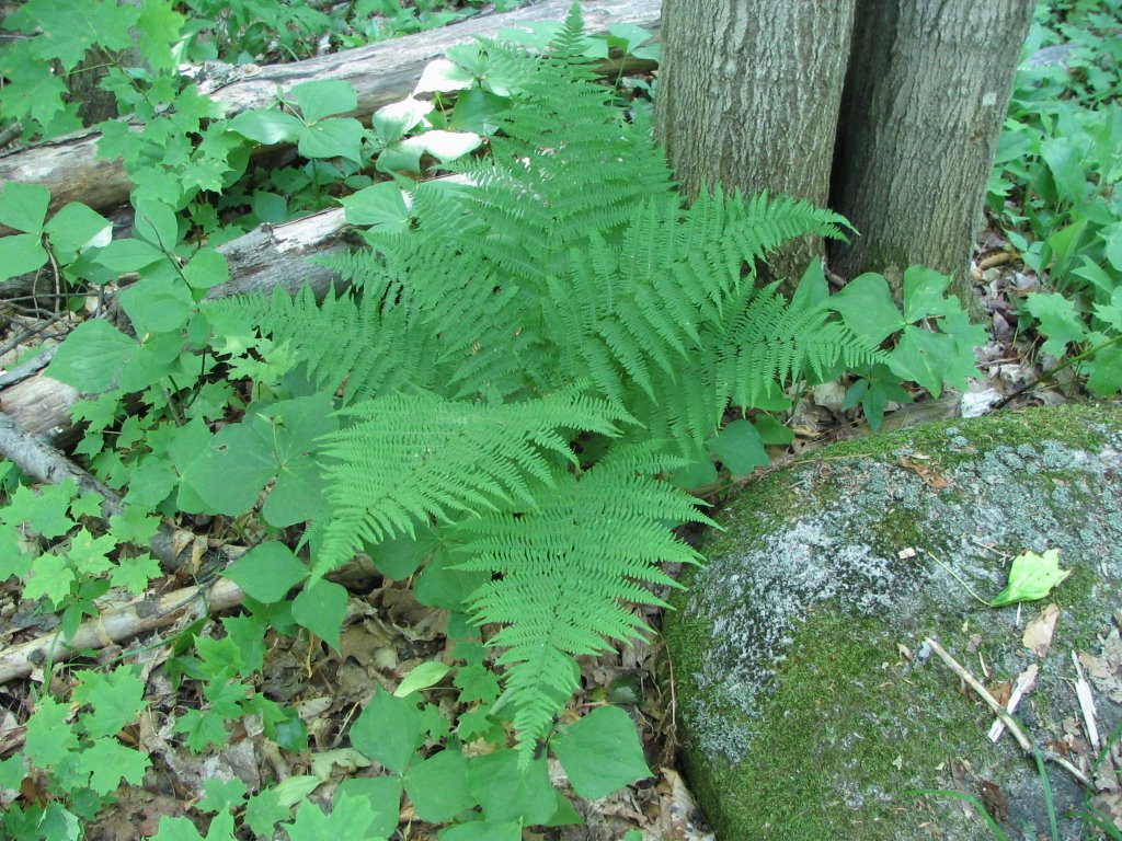 Neuville, territoire du marais Léon-Provancher, Dryopteris spinulosa (0. F. Mueller) Watt. by ouellette001.com