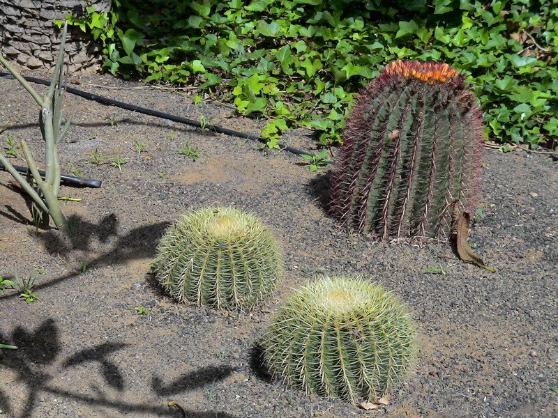 Parque Doramas, cactus by magoncan