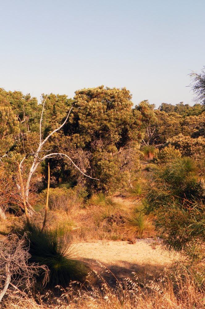 Bushland in Neerabup National Park by Dylan Hewson