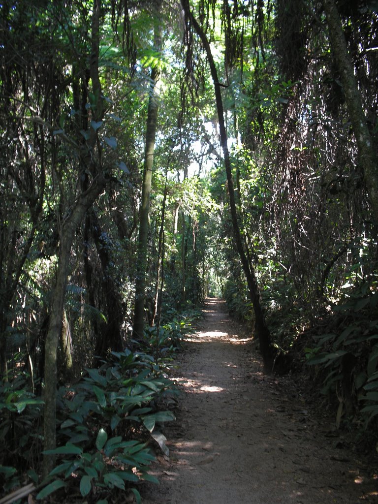 Trilha no Parque Burle Max - São Paulo - Brasil by Marcelo Parise Petazoni (Brasil)