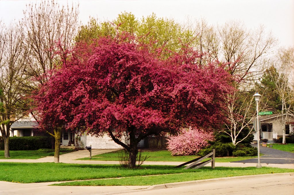 Spring in Bartlett by Sydney2305