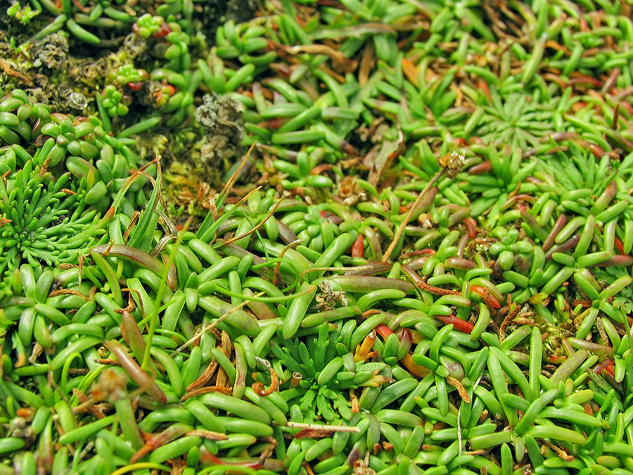 Bloody forelands "grassfloor" by Marco Marsella