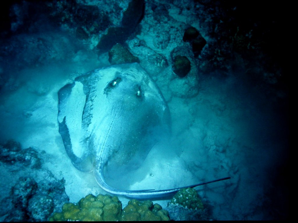 Stachelrochen, stingray by Gerhard Mauracher