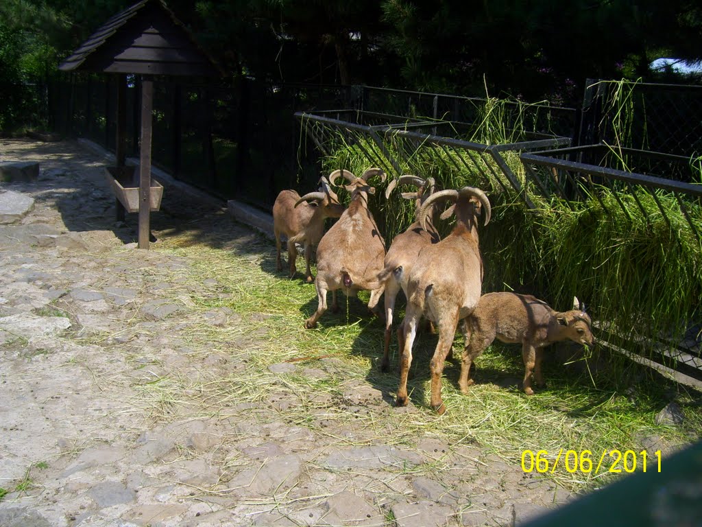 Kozice - Ogród Zoologiczny w Krakowie by Trollkvinne-og-Bjørn