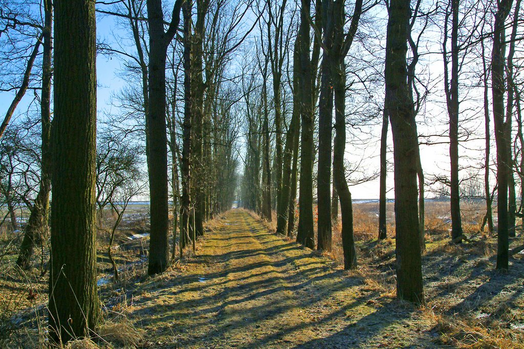 Bishorst Eschenallee Frühjahr by Juliane Herrmann