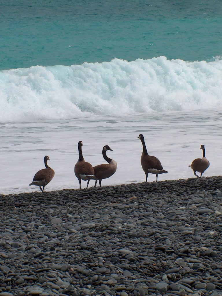 Canada Geese at Birdlings Flat by Neil in Sheffield UK