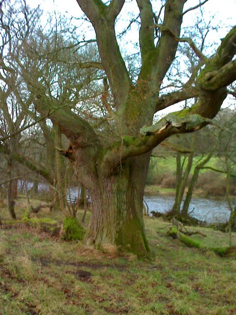 Tree still standing by Judith,