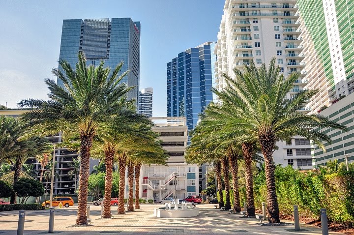 Palm street miami by Maciek Świderski