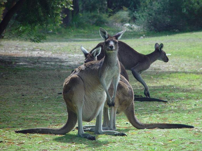 Kangaroos by Eric Daw