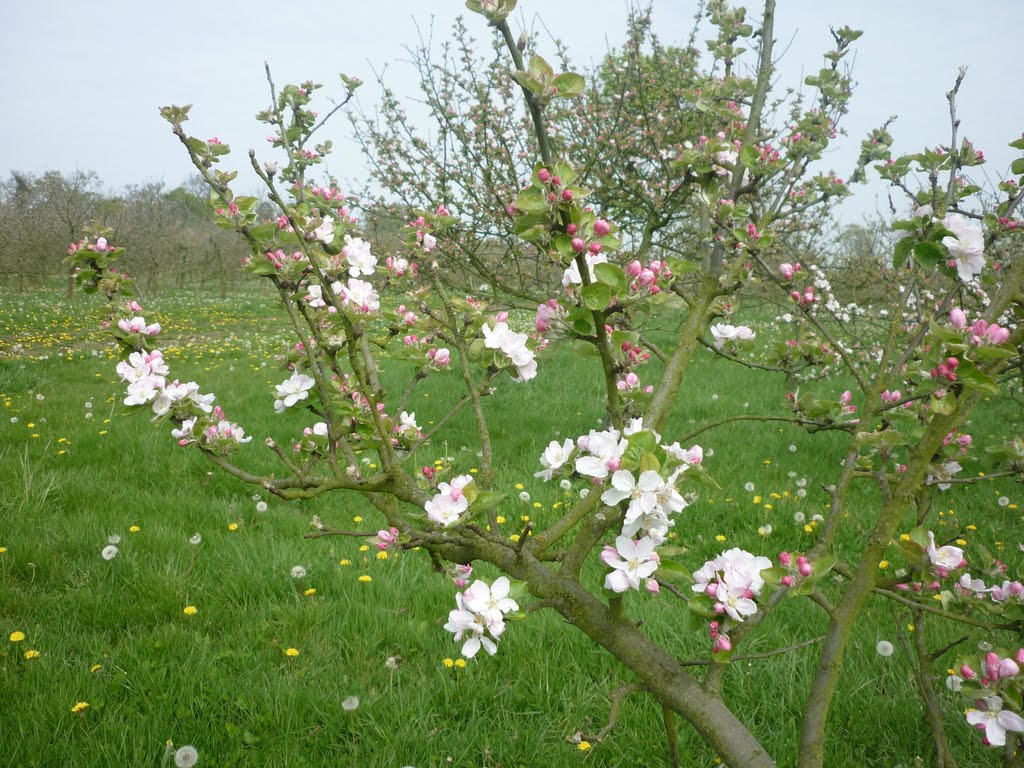 Pommier en fleur by Aurore-photos-2012