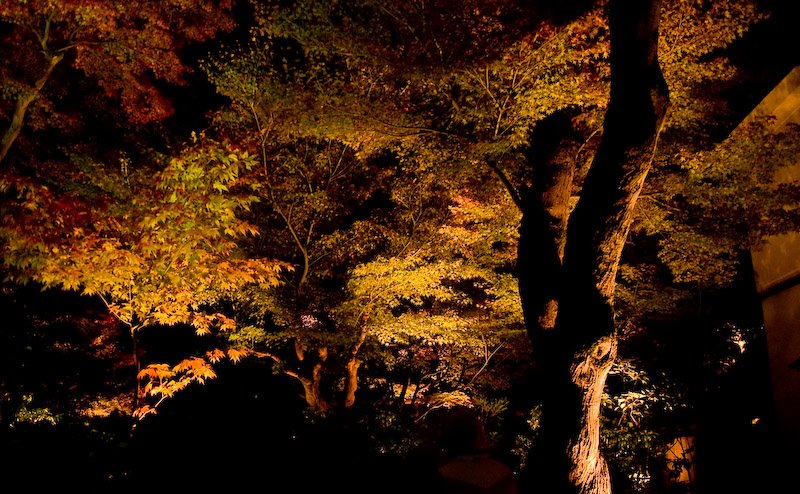 Koudai-ji temple/night view/高台寺/夜景 by 宮崎亮