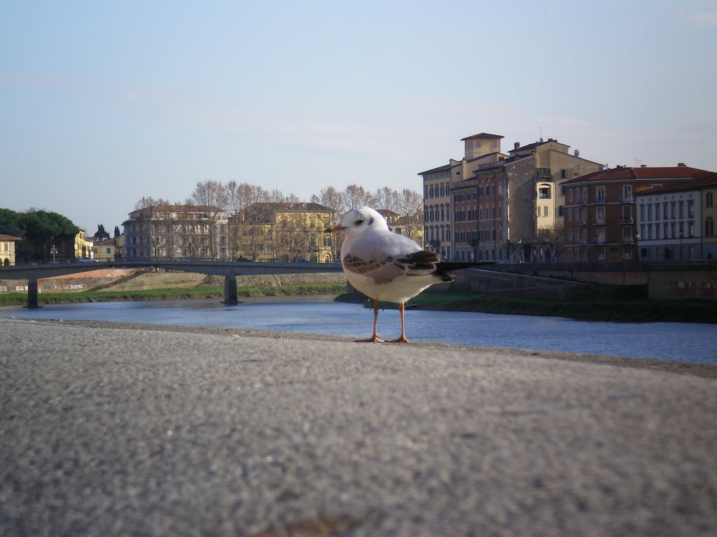 Seagull on Lungarno, Pisa by Francesco Babboni