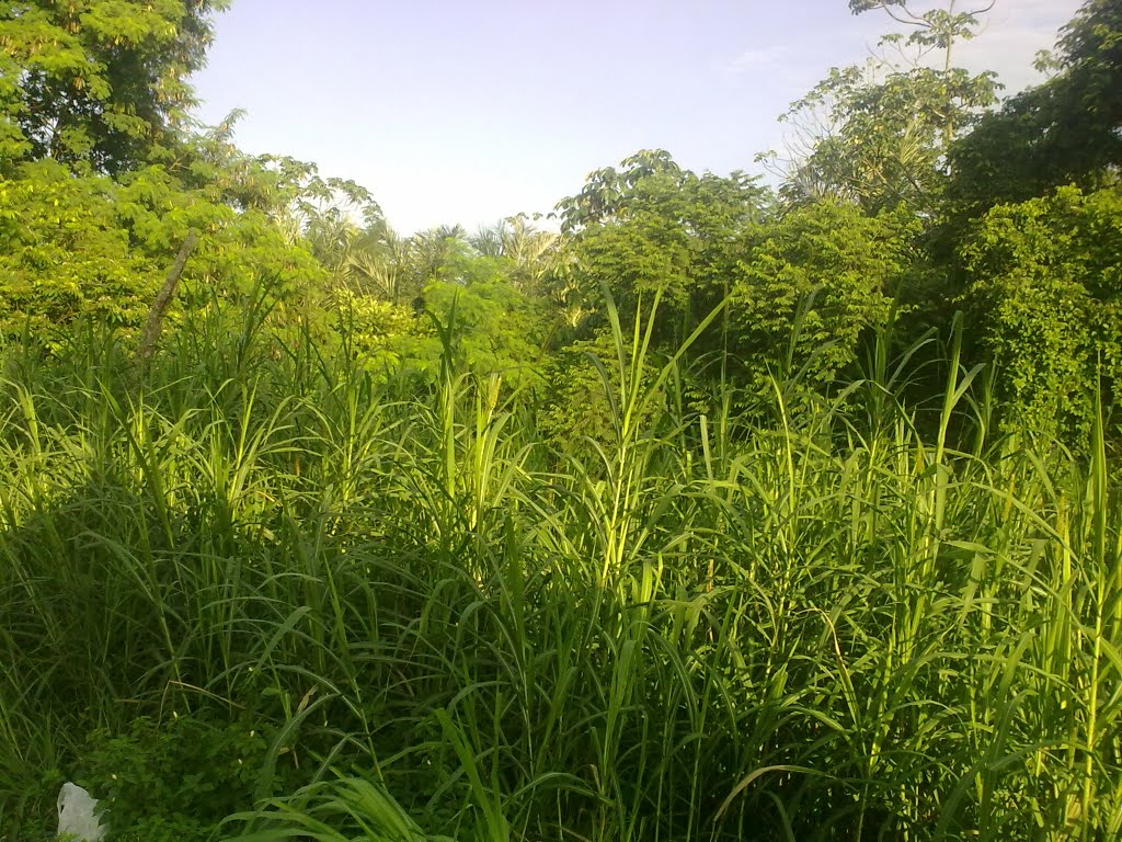 ÁREA VERDE DO TERRENO DO SESI- MANAUS by frankbentes