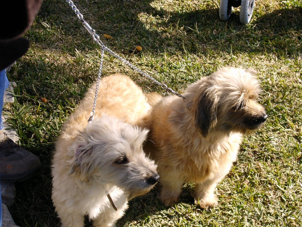 Concurso perros Rincon Victoria 2007 by jomejaen