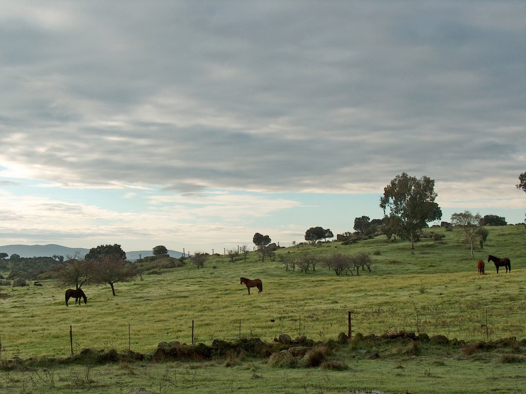 Caballos en San Isidro by Ricardo Pérez