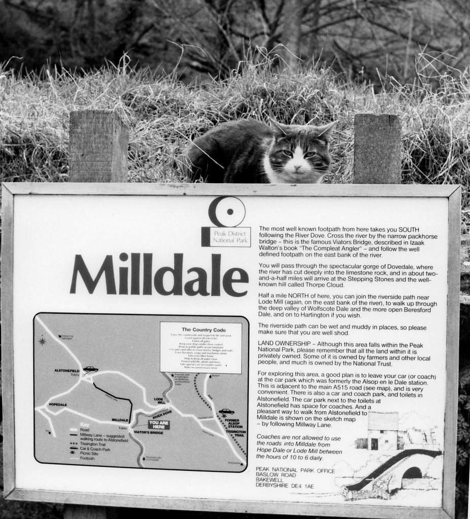 CAT AT MILL DALE by cliffwalker