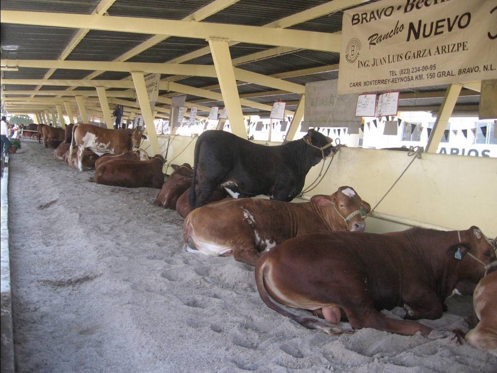 Vaca en la Feria Tradicional en Guadalupe, Nuevo León México by ~☂JENNY☂~