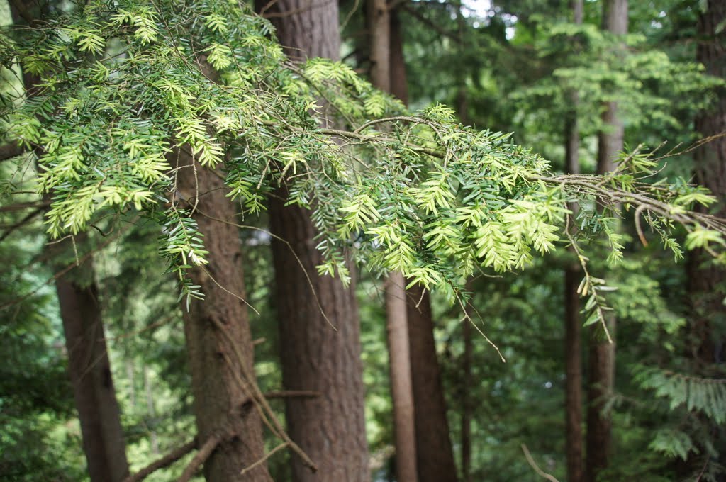 Capilano Suspension Bridge by johnwong287