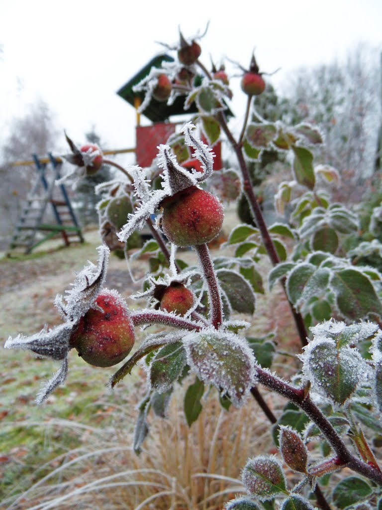 Eisfrüchte einer verblühten Rose by bayernengel ( i ♥ panoramio - no views)