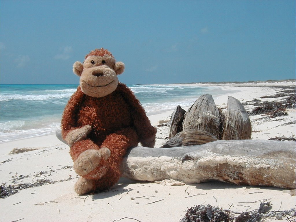 Junglie Monkey on vacation in Cuba! by bonkers