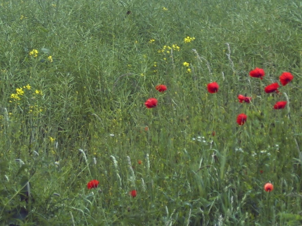 Blumenwiese by landbewohner