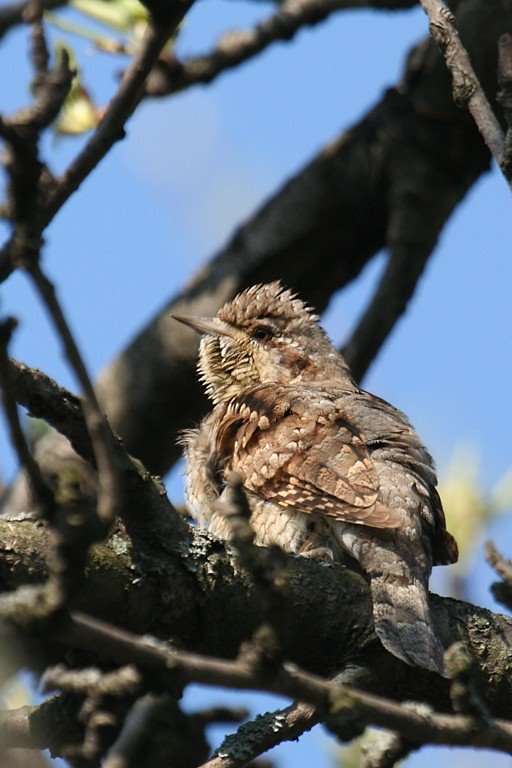 Wryneck by Sanya_S