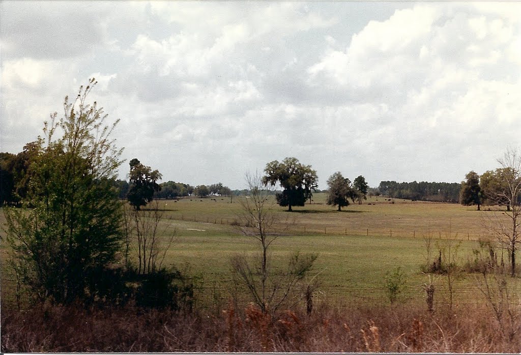 Florida Horse Country by rutschke.jr