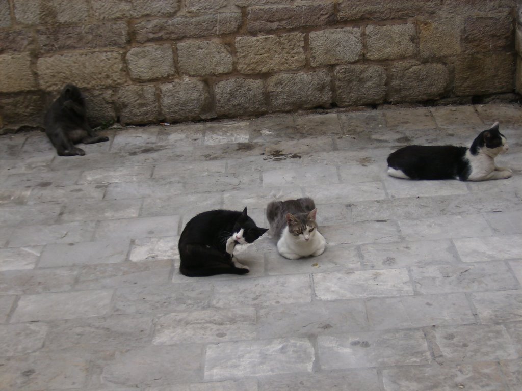 Cats of Kotor! by Jaglika J