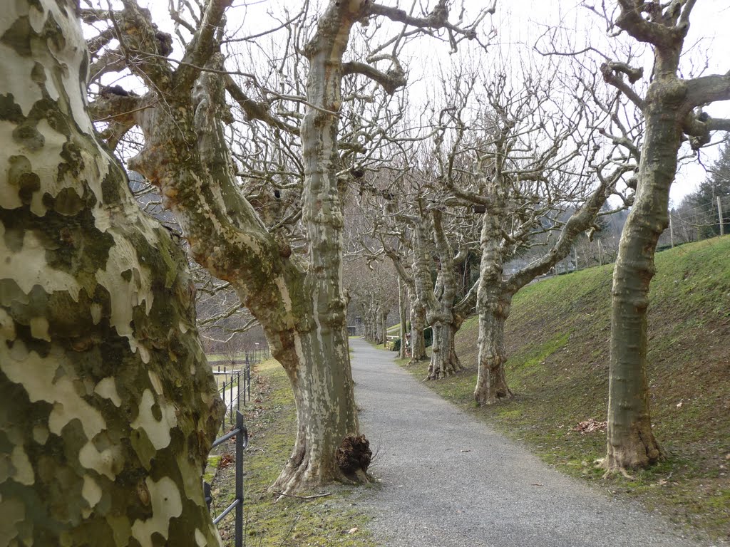 Platanen Allee am Zollhausweg by bienenritter